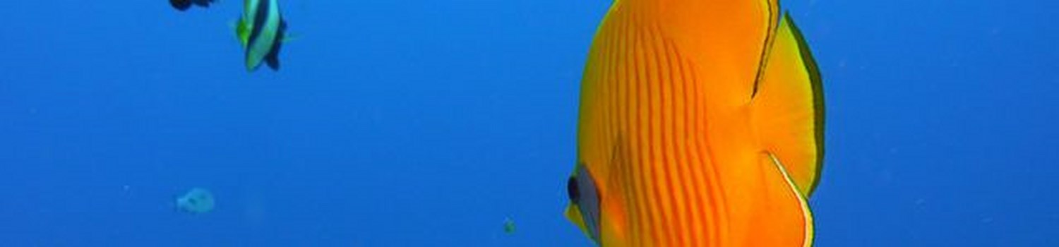 Bali 640x150.jpg